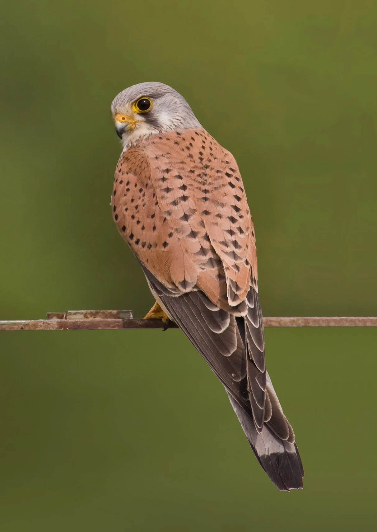 Falcon Kestrel 2010