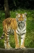 Tiger Boxer 200 R 2012
