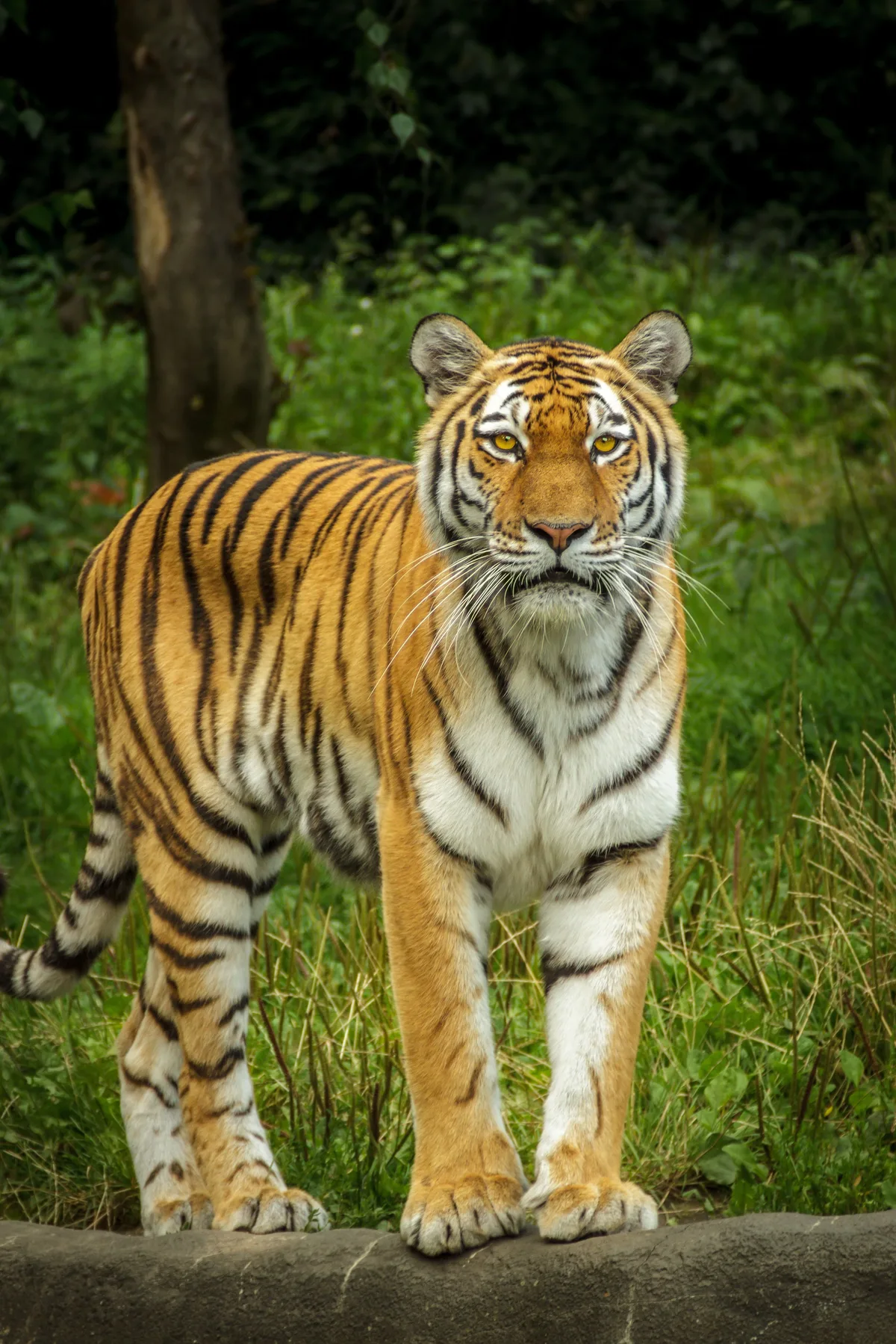 Tiger F 4 250
