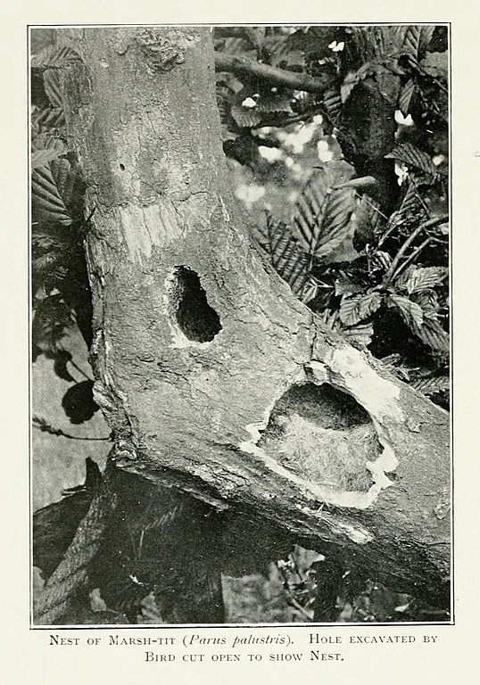 Marsh Marsh 1903